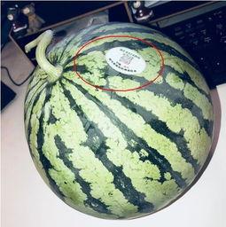 昆明网红吃瓜,揭秘网络红人的幕后故事